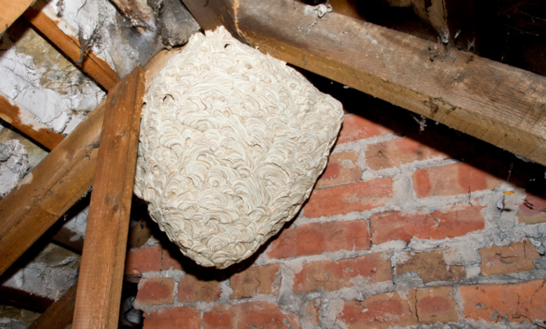 Effective Wasp Nest Removal and Pest Control: A Comprehensive Guide