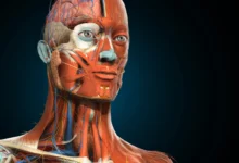 The Three-Dimensional Doctor: A Comprehensive Guide to Mastering the Human Form