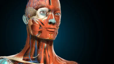 The Three-Dimensional Doctor: A Comprehensive Guide to Mastering the Human Form