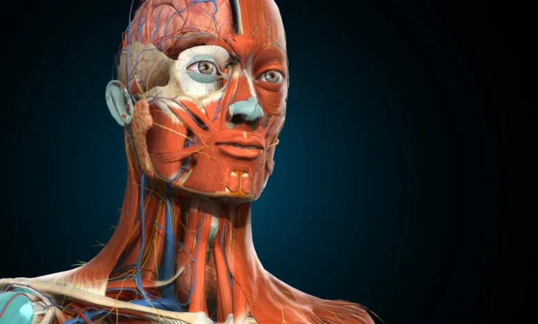 The Three-Dimensional Doctor: A Comprehensive Guide to Mastering the Human Form